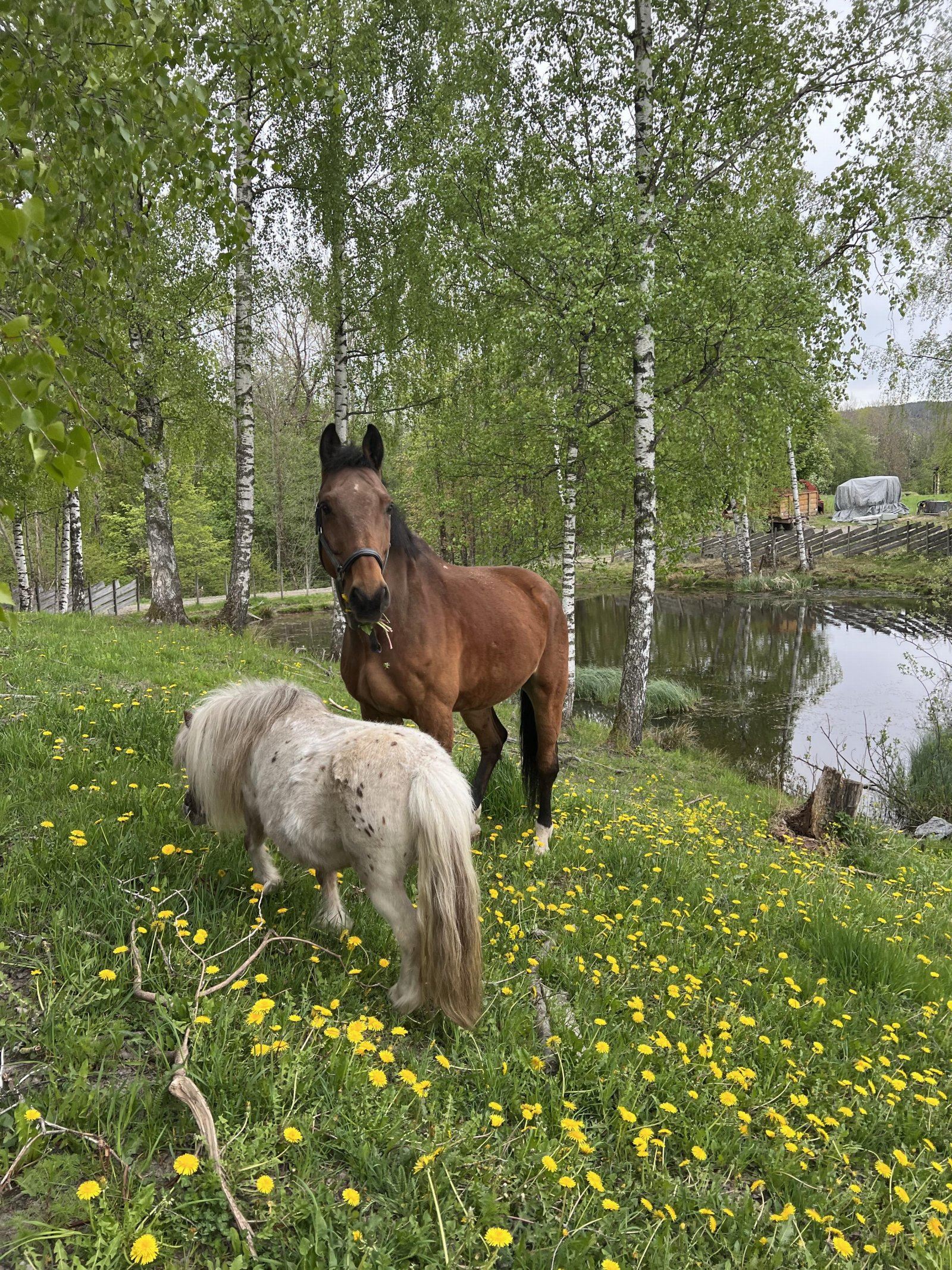 Dyr på beite ved dammen. Med en tomt på 80 mål er det muligheter for dyrehold i tillegg til andre hovedbruksområder