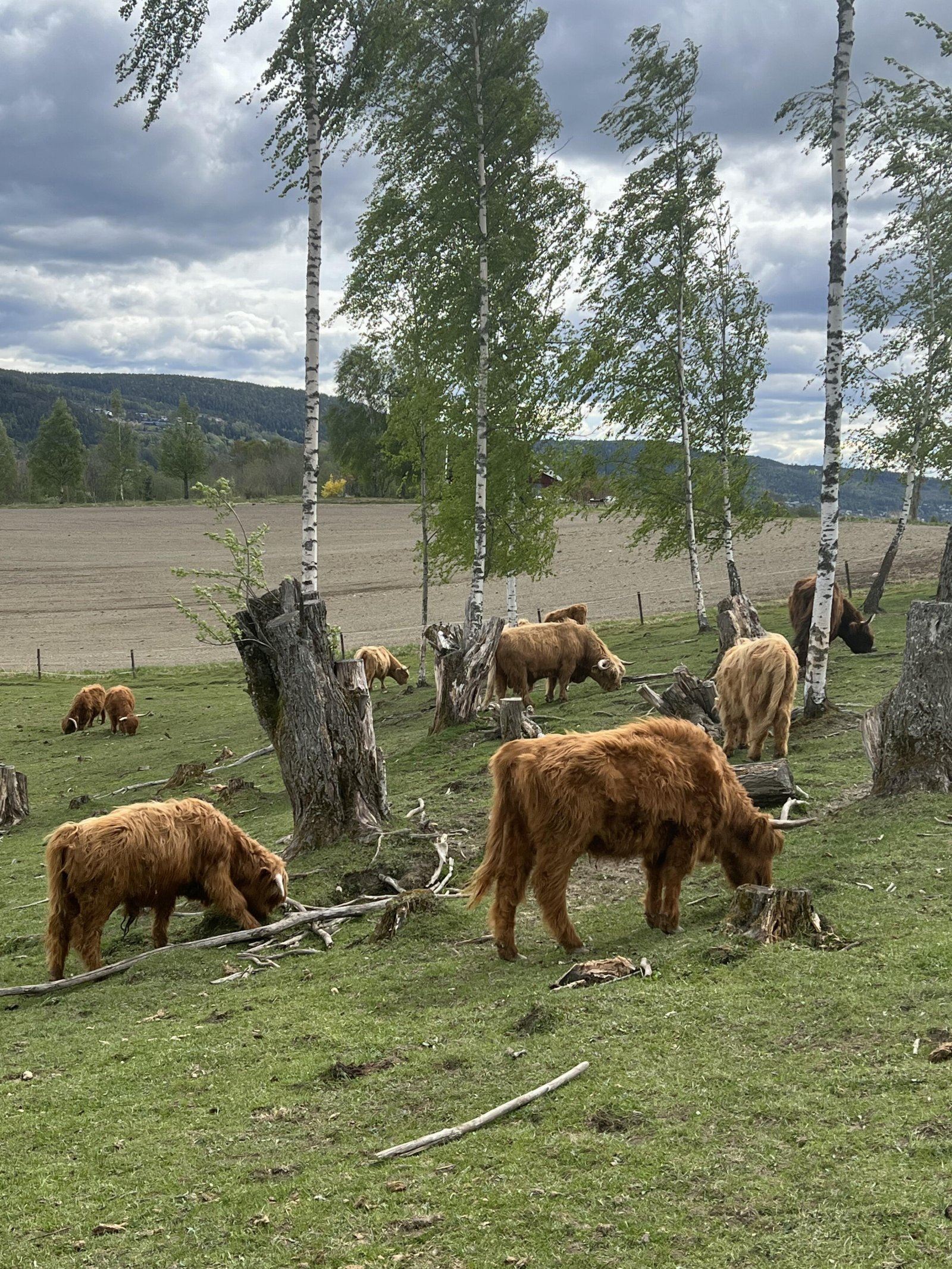 Beitende dyr på arealene. Med en tomt på 80 mål er det muligheter for dyrehold i tillegg til andre hovedbruksområder