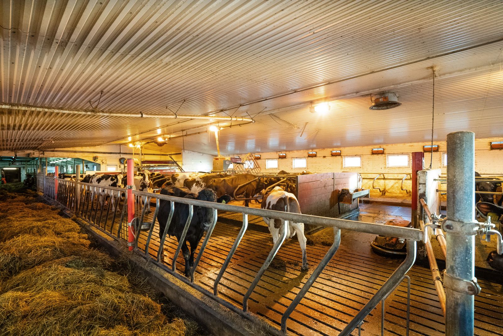 Driftsbygning for melkeproduksjon