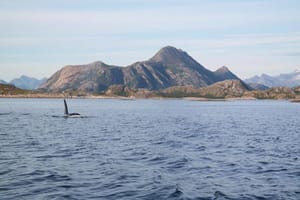Hvalsafari i nærområdet