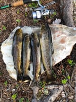 Ørret fra tjernet ved hytta/skogskoia