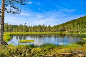 Lite idyllisk tjern på eiendommen