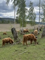 Beitende dyr på arealene. Med en tomt på 80 mål er det muligheter for dyrehold i tillegg til andre hovedbruksområder