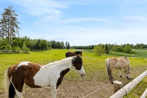 Flotte utegangsmuligheter for hest