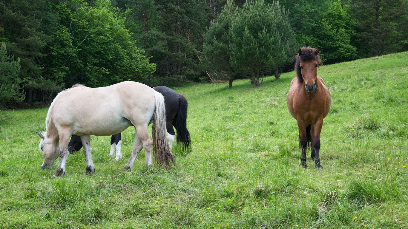 Hester på beite