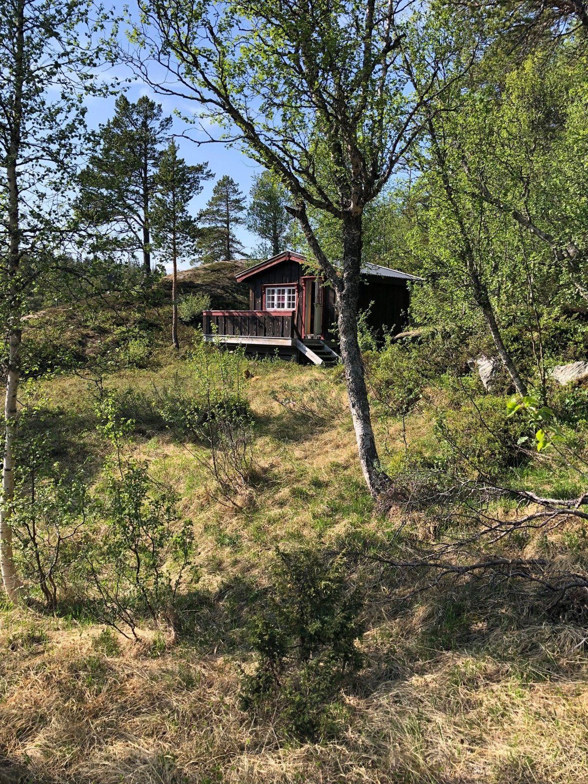 Hytte/skogskoie