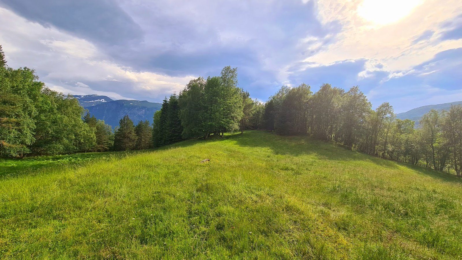 Gressletter ved sommerfjøset