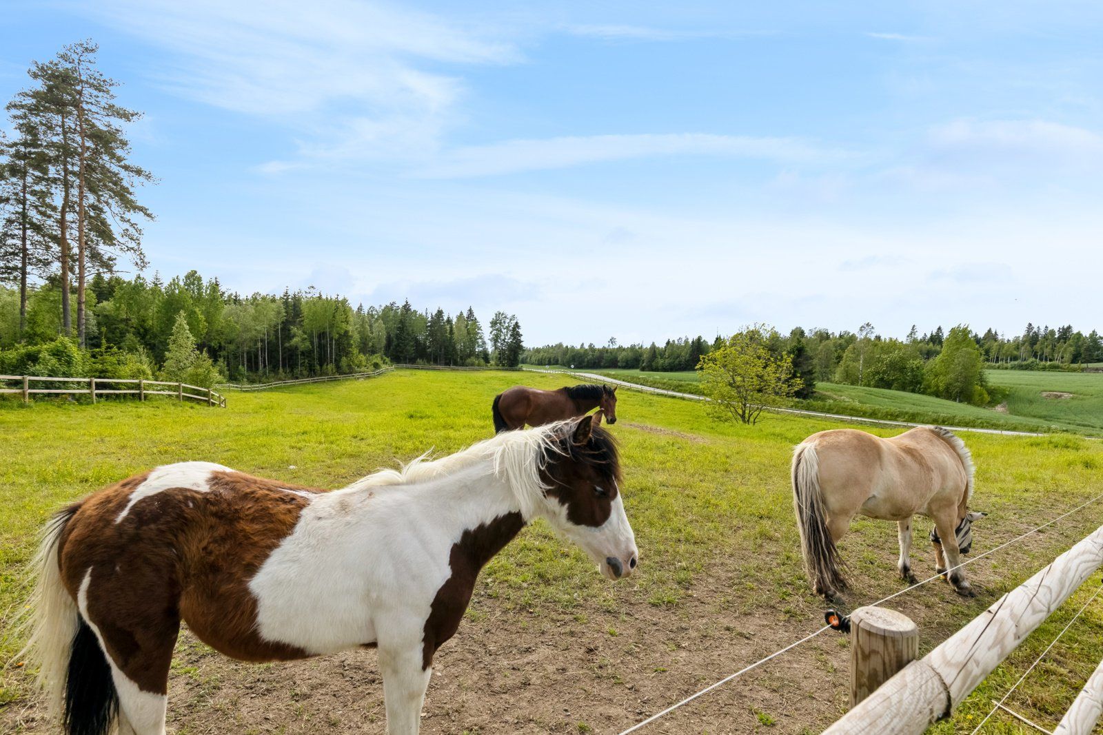Flotte utegangsmuligheter for hest