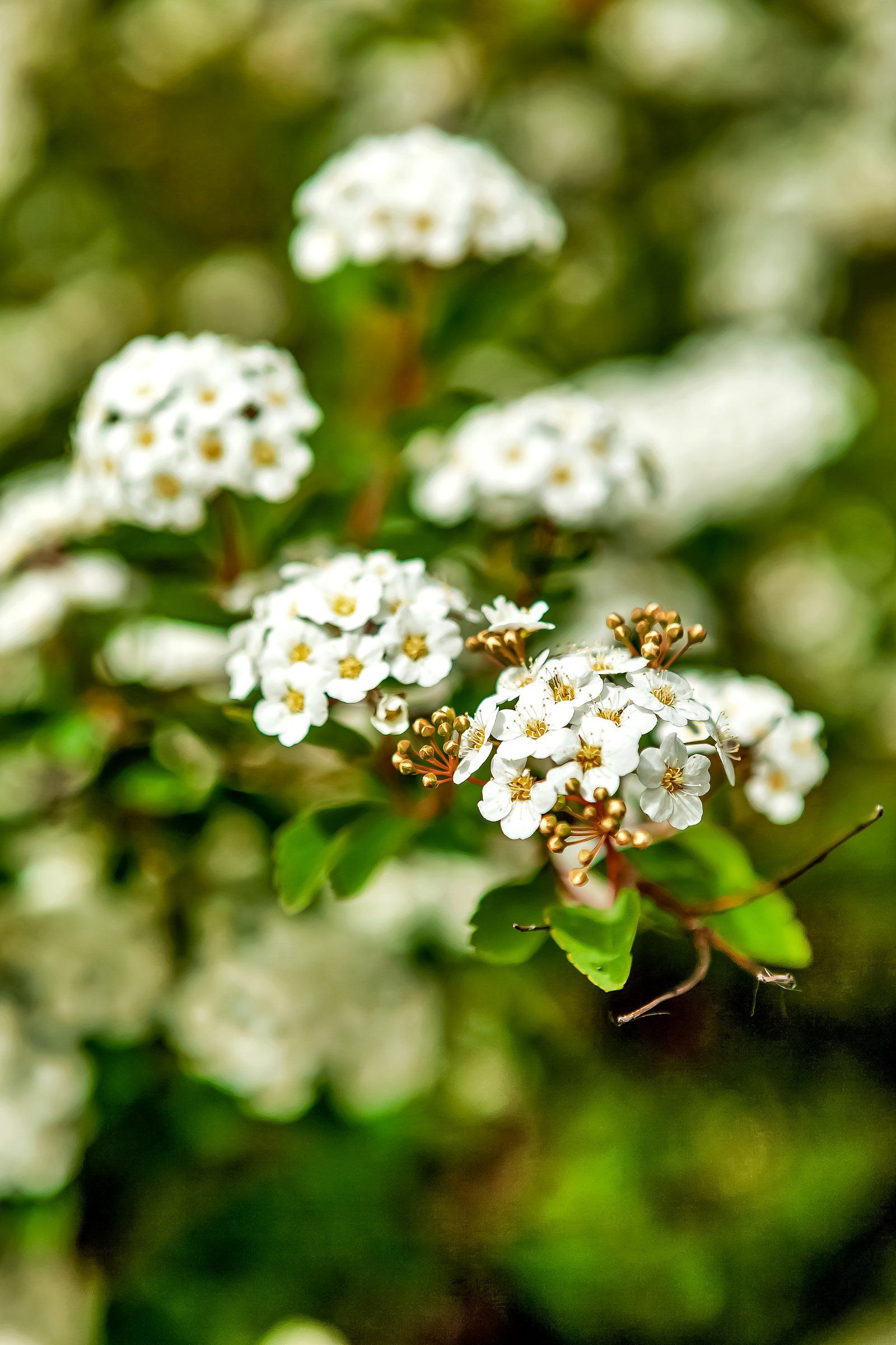 Detaljbilde hage