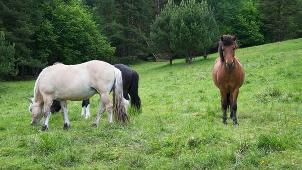 Hester på beite
