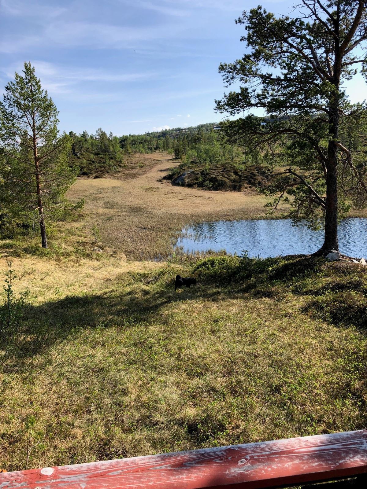 Tjern ved hytte/skogskoie