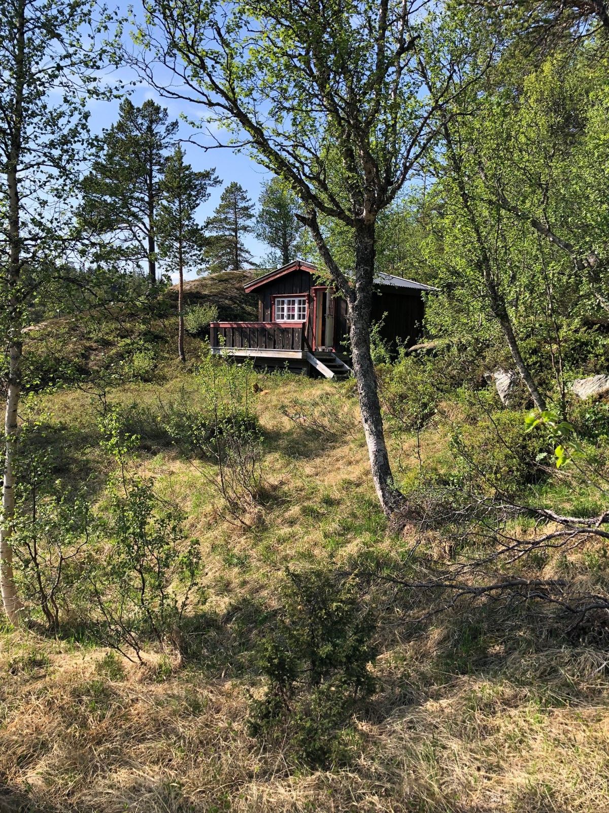 Hytte/skogskoie