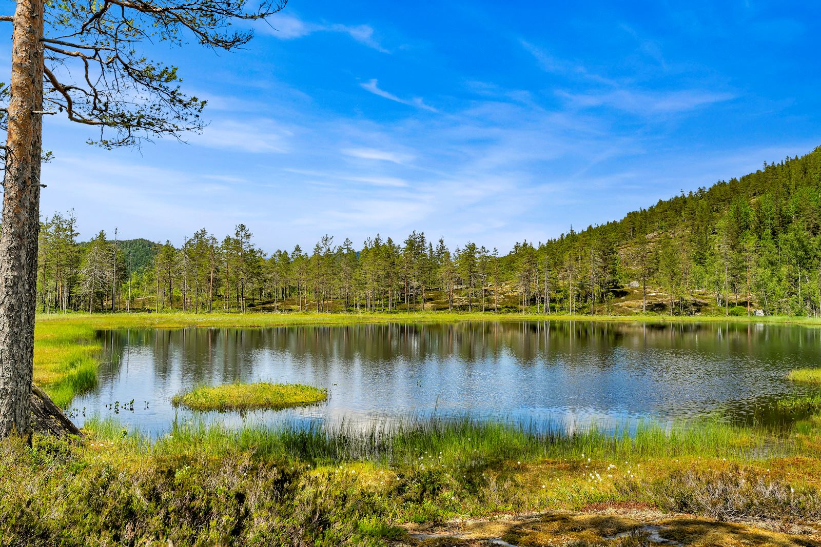 Lite idyllisk tjern på eiendommen