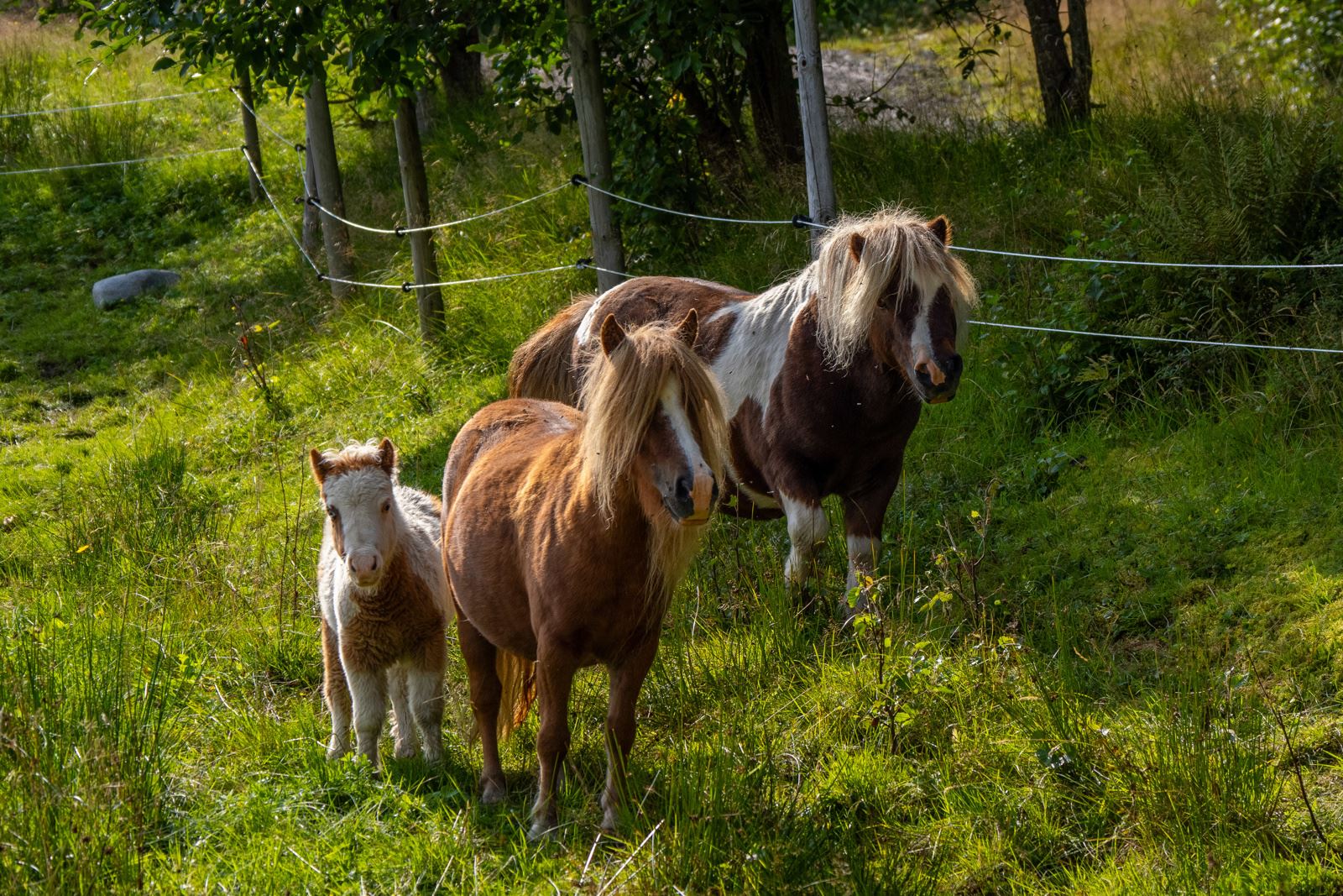 Miljøbilde 3