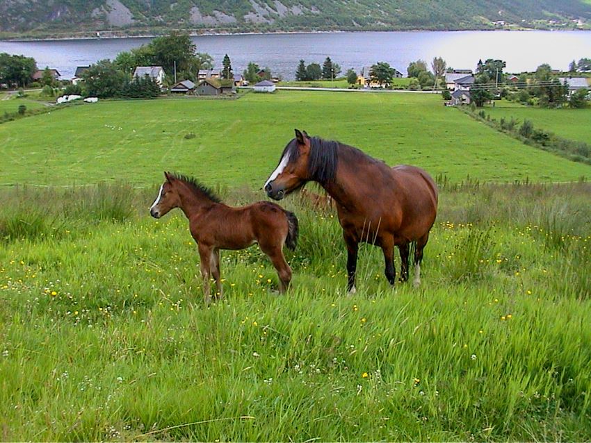Gode beiter til storfe og hest