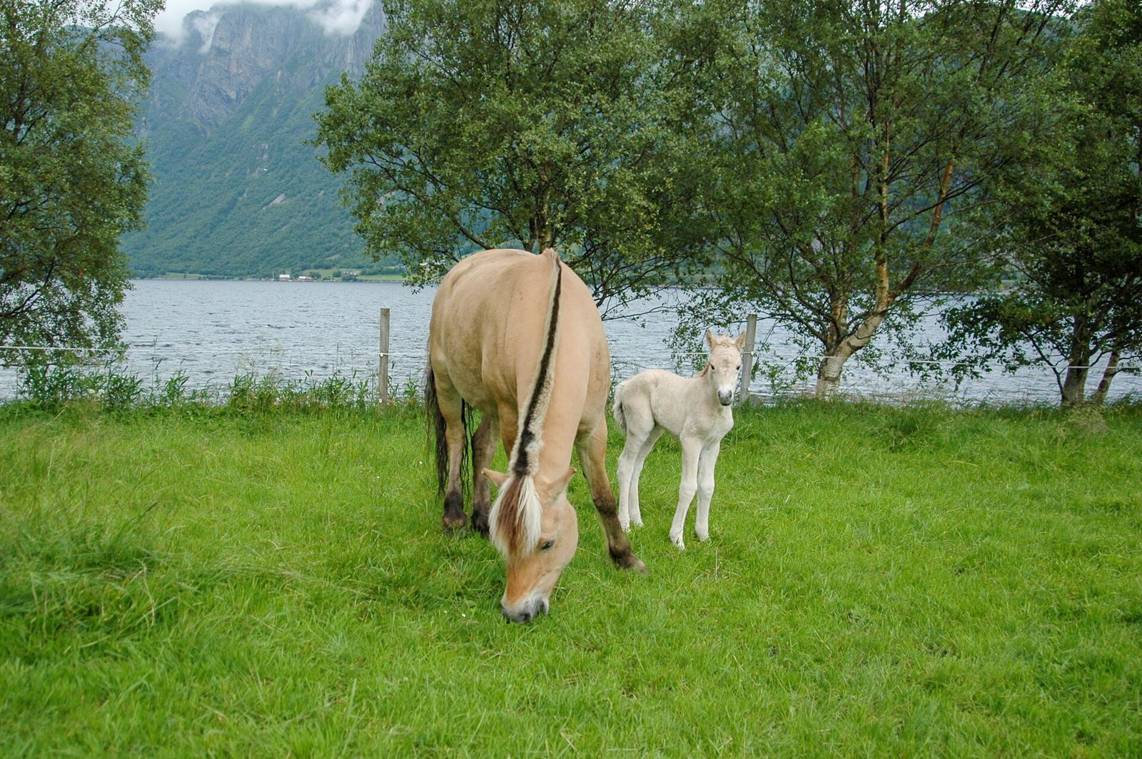 Gården har drevet med avl på fjordinger og Welhmountain ponnier