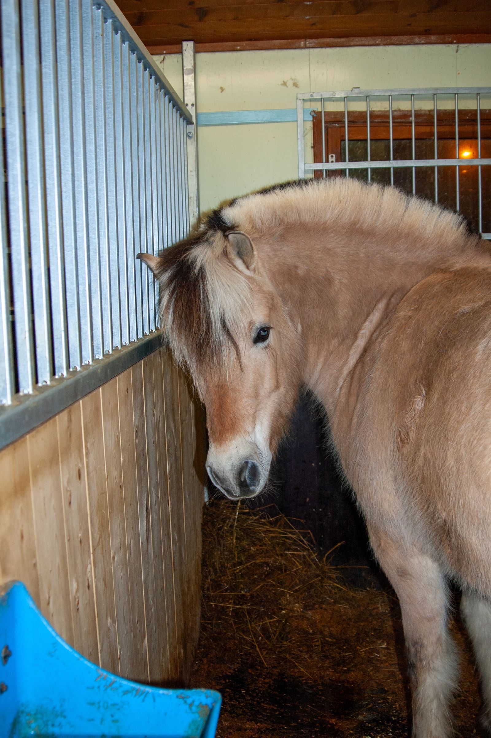 Hesteboks med hest