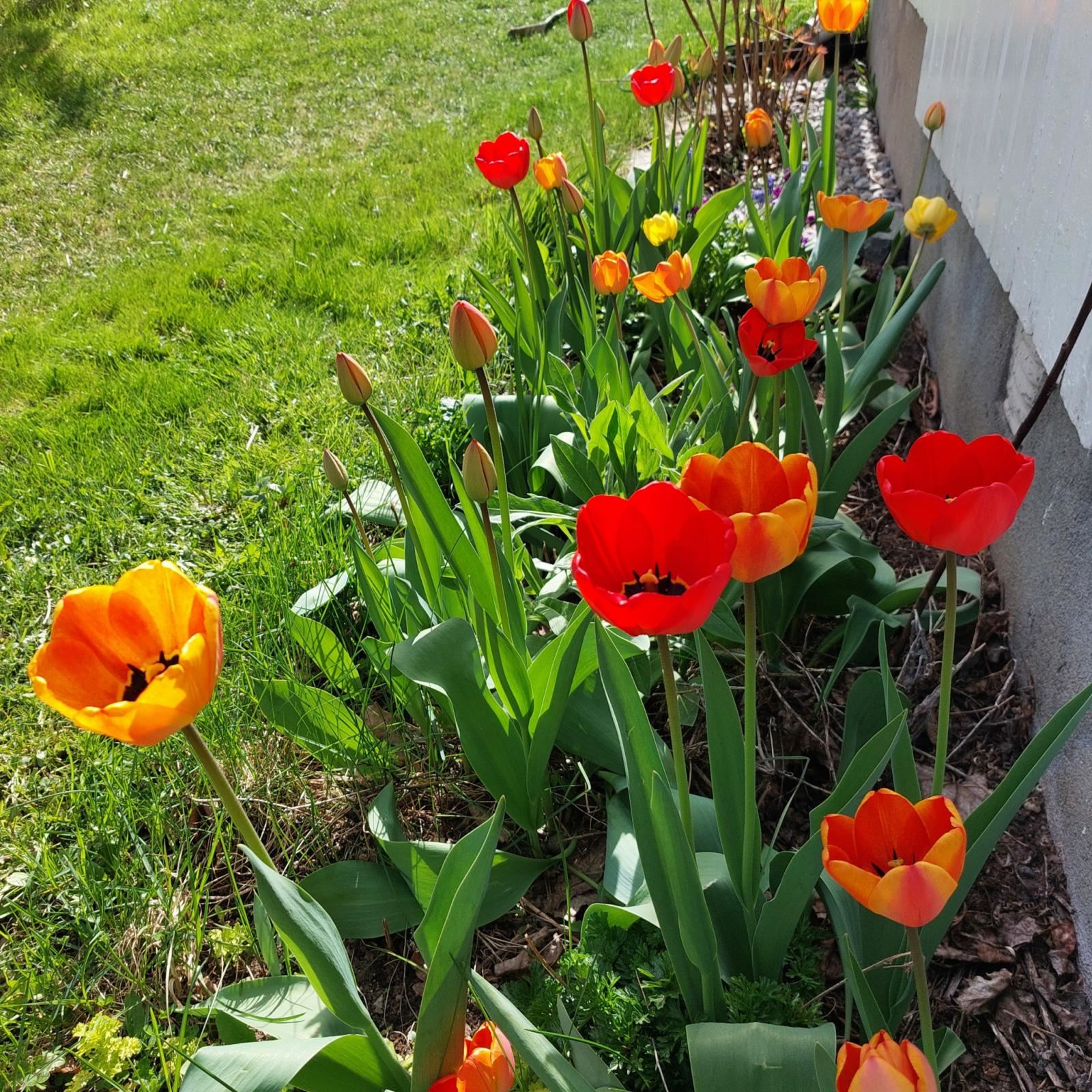 Flott hageanlegg med vakre blomster