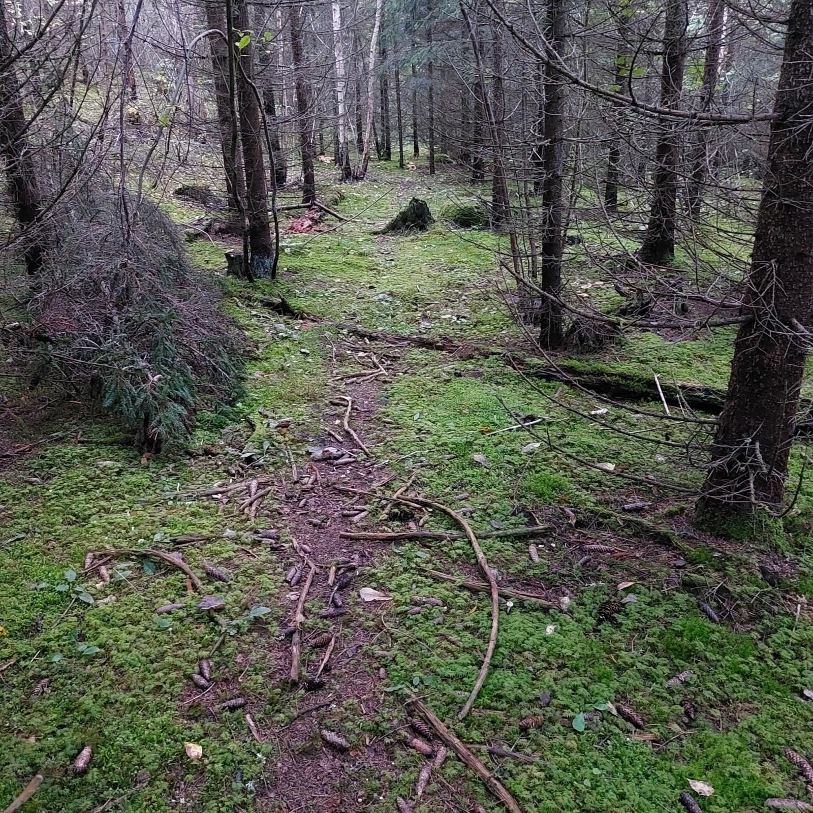 Egen "trollskog" med rikelig med sopp