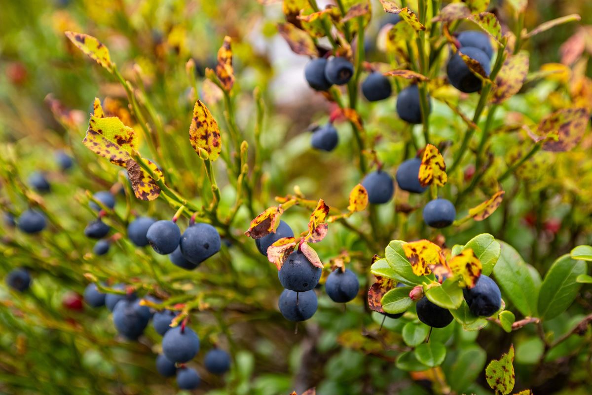 Hytta Kråkehommen - masse blåbær denne høsten