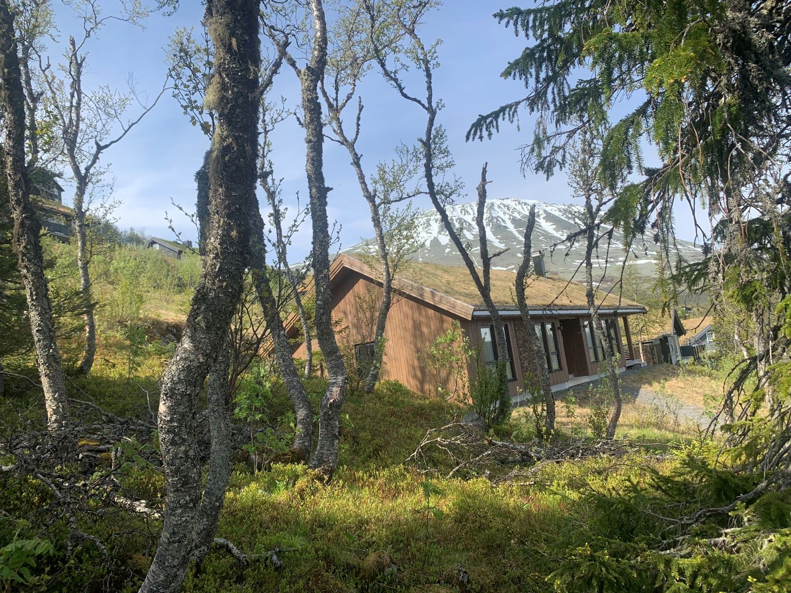 Foto fra tomten juni 2025. Utsikt mot Gaustatoppen