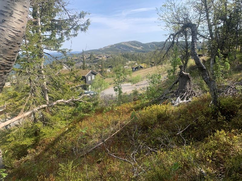 Toreskyrkjavegen 159 ved Christopher Lejonberg Landkreditt Eiendom