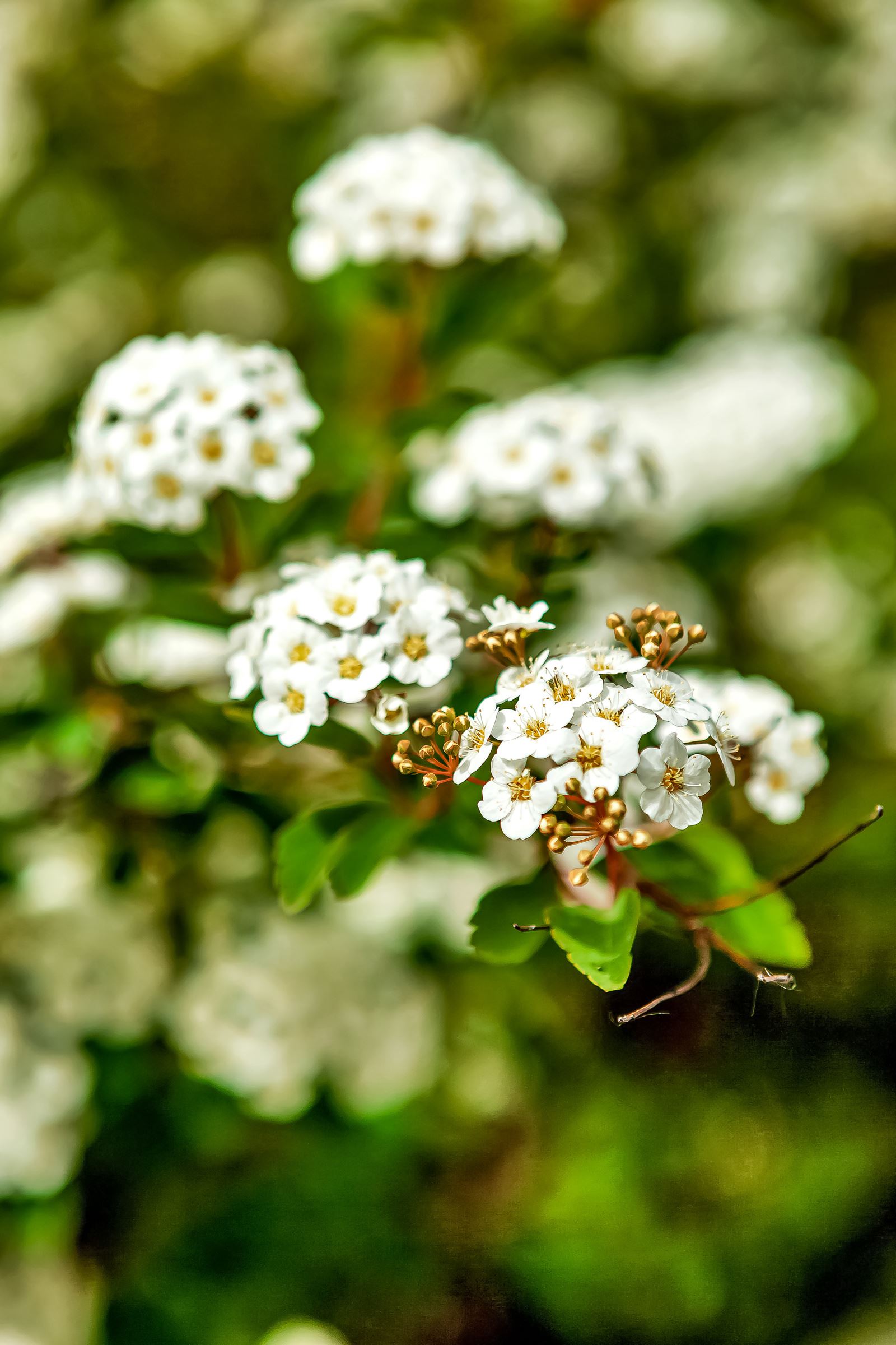 Detaljbilde hage