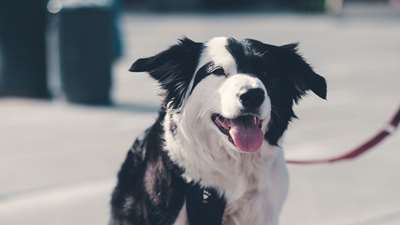 Hund