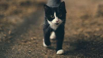 Katt