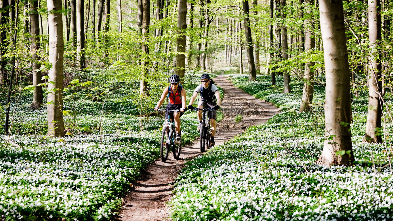Foto. Par som sykler på en sti i skogen