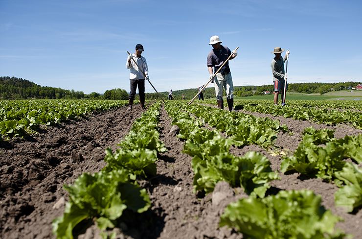 FOTO: Tre personer arbeider i grønnsaksåker