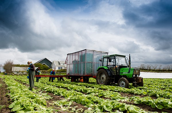 Foto: Arbeidere ute i grønnsaksåkeren.