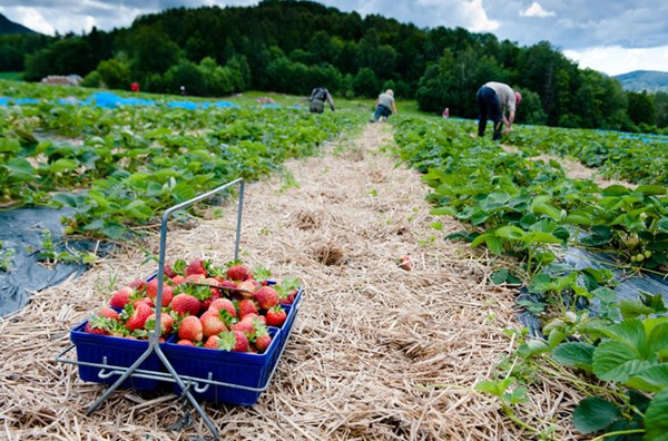 FOTO: Jordbærkurv i jordbæråkeren, og folk som plukker jordbær.