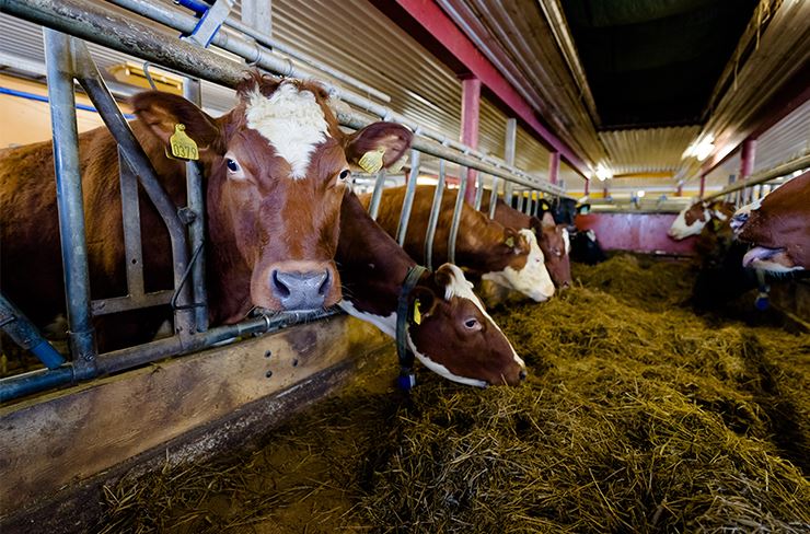 Foto: Ku står ved forbrettet