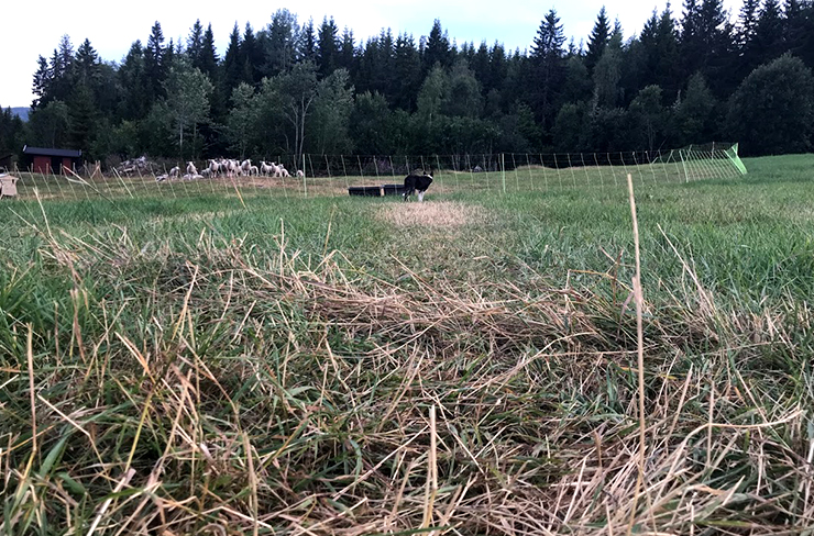 Beite med tørt gress. Foto.