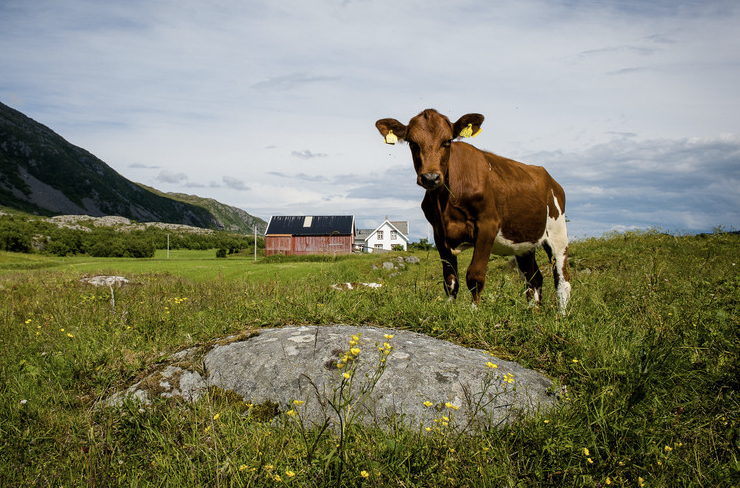 Kvige på beite